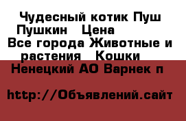 Чудесный котик Пуш-Пушкин › Цена ­ 1 200 - Все города Животные и растения » Кошки   . Ненецкий АО,Варнек п.